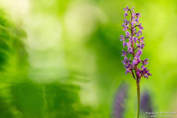 Stattliches Knabenkraut, Orchis mascula, Orchidaceae, Blütenstände im Frühlingswald, Lichtreflexe, Westerberg bei Göttingen, A nature document - not arranged nor manipulated, Göttingen, Deutschland