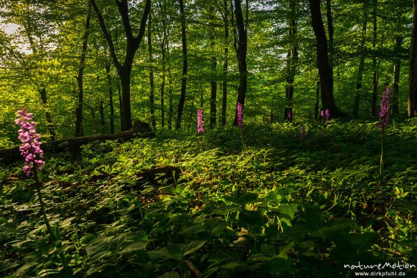 Stattliches Knabenkraut, Orchis mascula, Orchidaceae, Blütenstände im Frühlingswald zwischen verblühtem Bingelkraut, Bestandsaspekt mit Lichtsituation, Westhang, Westerberg bei Göttingen, A nature document - not arranged nor manipulated, Göttingen, Deutschland