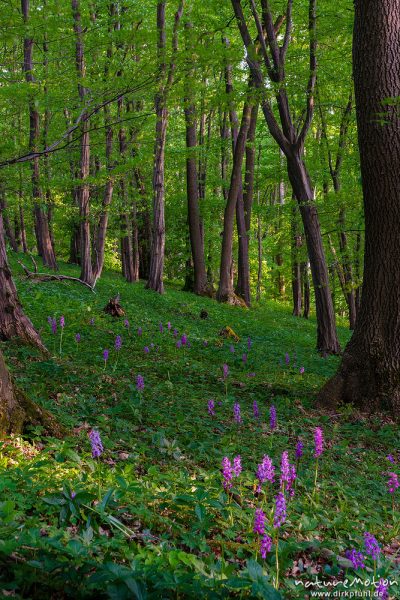 Stattliches Knabenkraut, Orchis mascula, Orchidaceae, Blütenstände im Frühlingswald zwischen verblühtem Bingelkraut, Bestandsaspekt, Westhang, Westerberg bei Göttingen, A nature document - not arranged nor manipulated, Göttingen, Deutschland