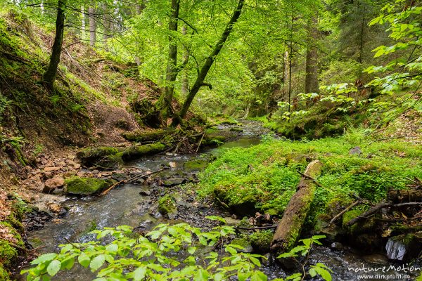 Bachlauf mit bemoosten Steinen, Silberbachtal, Horn-Bad Meinberg, Deutschland