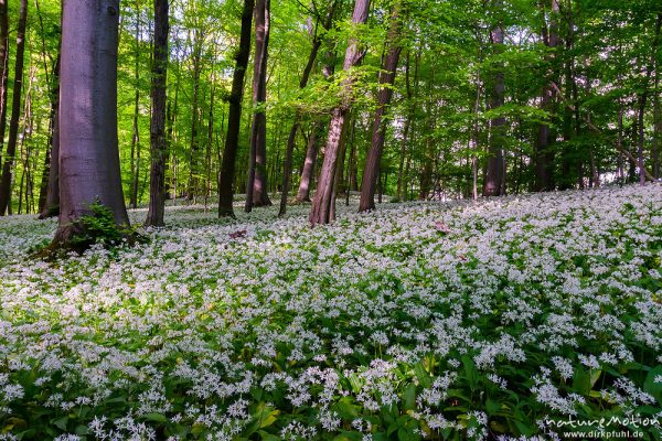 Bärlauch, Allium ursinum, Liliaceae, dichter Bestand blühender Pflanzen im Buchenwald, Westereberg, Göttingen, Deutschland