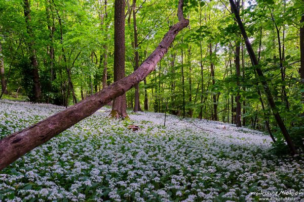 Bärlauch, Allium ursinum, Liliaceae, dichter Bestand blühender Pflanzen im Buchenwald, Westereberg, Göttingen, Deutschland