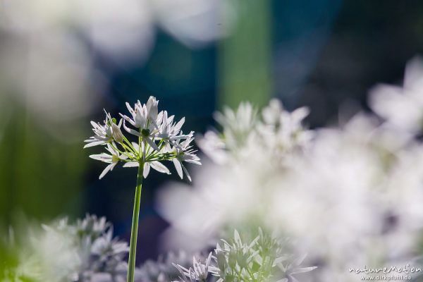 Bärlauch, Allium ursinum, Liliaceae, blühende Pflanzen im Buchenwald, Westereberg, Göttingen, Deutschland