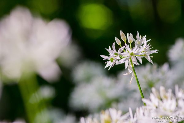 Bärlauch, Allium ursinum, Liliaceae, blühende Pflanzen im Buchenwald, Westereberg, Göttingen, Deutschland