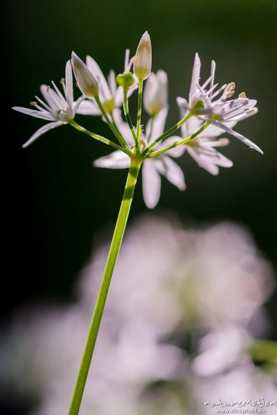 Bärlauch, Allium ursinum, Liliaceae, blühende Pflanzen im Buchenwald, Westereberg, Göttingen, Deutschland