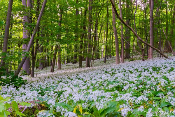 Bärlauch, Allium ursinum, Liliaceae, dichter Bestand blühender Pflanzen im Buchenwald, Westereberg, Göttingen, Deutschland