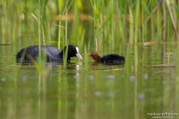 Bläßhuhn, Bläßralle, Fulica atra, Rallidae, Alttier füttert Küken im Schilf, Kiessee, A nature document - not arranged nor manipulated, Göttingen, Deutschland