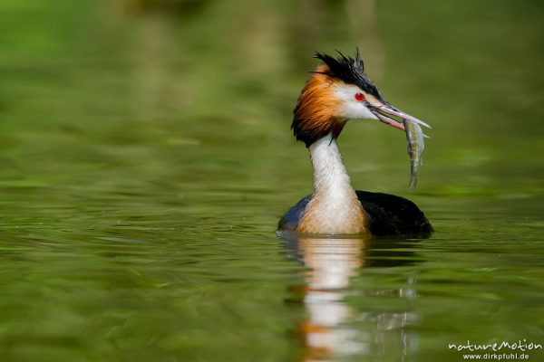 Haubentaucher, Podiceps cristatus, Podicipedidae, Alttier mit frisch gefangenem Fisch für Küken, Kiessee, A nature document - not arranged nor manipulated, Göttingen, Deutschland