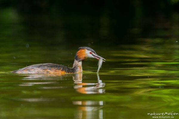 Haubentaucher, Podiceps cristatus, Podicipedidae, Alttier mit frisch gefangenem Fisch für Küken, Kiessee, A nature document - not arranged nor manipulated, Göttingen, Deutschland