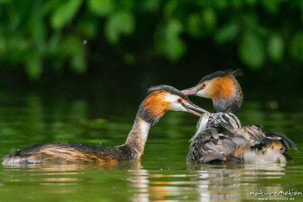 Haubentaucher, Podiceps cristatus, Podicipedidae, Paar mit Küken auf dem Rücken, Alttier mit frisch gefangenem Fisch für Küken, Kiessee, A nature document - not arranged nor manipulated, Göttingen, Deutschland