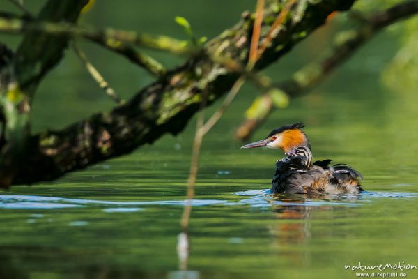 Haubentaucher, Podiceps cristatus, Podicipedidae, Alttier trägt Küken im Gefieder auf dem Rücken, Kiessee, A nature document - not arranged nor manipulated, Göttingen, Deutschland