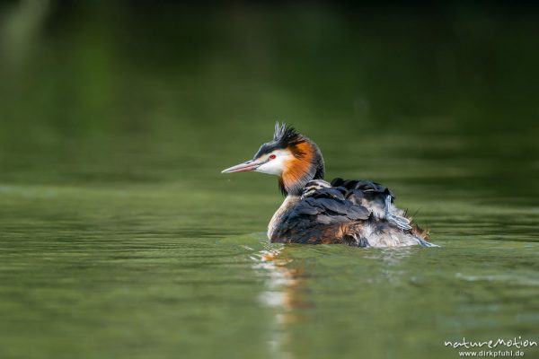 Haubentaucher, Podiceps cristatus, Podicipedidae, Küken kriecht in Rückengefieder des Altvogels, Kiessee, A nature document - not arranged nor manipulated, Göttingen, Deutschland