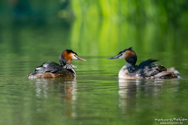 Haubentaucher, Podiceps cristatus, Podicipedidae, Paar, Alttier trägt Küken im Gefieder auf dem Rücken, Kiessee, A nature document - not arranged nor manipulated, Göttingen, Deutschland