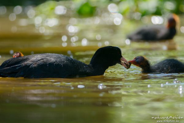 Bläßhuhn, Bläßralle, Fulica atra, Rallidae, Alttiere tauchen nach Wasserpflanzen und füttern ihre Küken, Kiessee, A nature document - not arranged nor manipulated, Göttingen, Deutschland