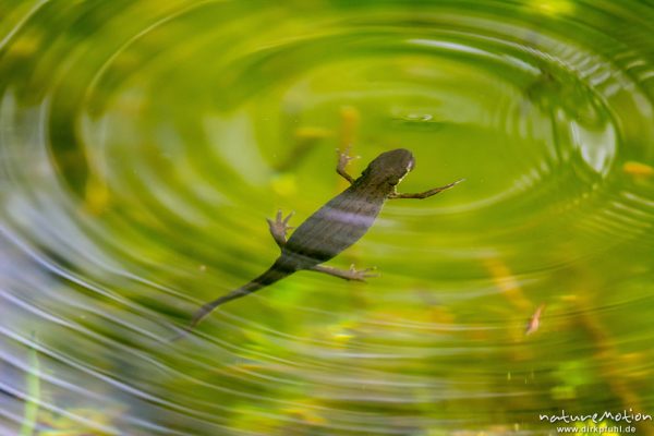 Teichmolch, Lissotriton vulgaris Syn. Triturus vulgaris, 	Echte Salamander (Salamandridae),Weibchen, gerade zum Luftholen aufgetaucht, Quellteich Kerstlingeröder Feld, A nature document - not arranged nor manipulated, Göttingen, Deutschland