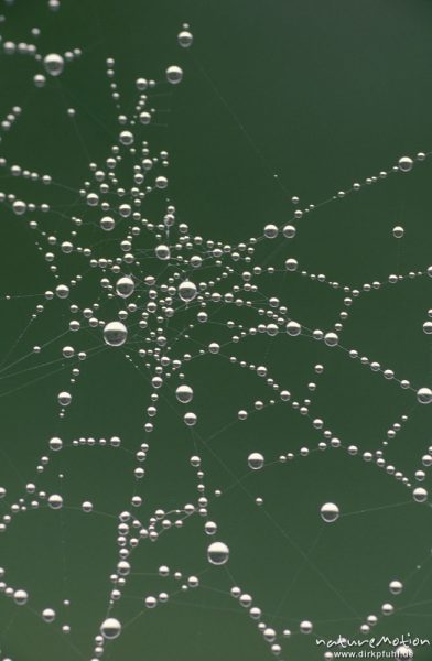 "Taugespinst", Spinnennetz mit Tautropfen im Morgenlicht, "Vom Licht der Sonne trinken", Usedom, Deutschland