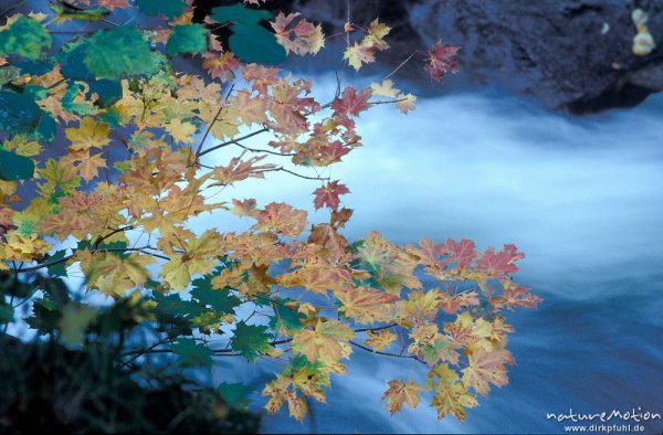 Spitz-Ahorn, Acer platanoides, Sapindaceae, , belaubte Zweige vor strömendem Wasser, Querformat, Bodetal, vgl. 152,29, Bodetal, Deutschland