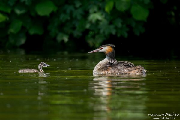 Haubentaucher, Podiceps cristatus, Podicipedidae, Alttier mit Jungen, Kiessee, A nature document - not arranged nor manipulated, Göttingen, Deutschland