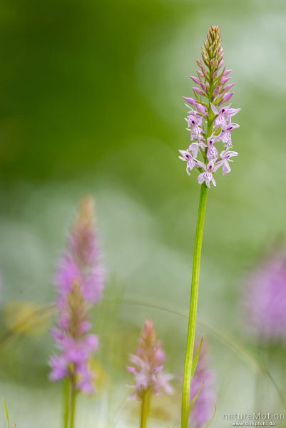 Geflecktes Knabenkraut, Dactylorhiza maculata, 	Orchideen (Orchidaceae),Blütenstand, Kerstlingeröder Feld, Göttingen, Deutschland