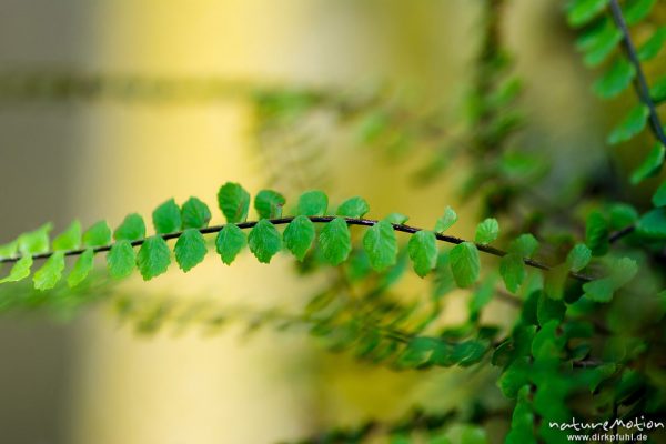 Braunstieliger Streifenfarn, Asplenium trichomanes, Aspleniaceae, Steinmauer, Ruine Gutshof Kerstlingeröder Feld, Göttingen, Deutschland