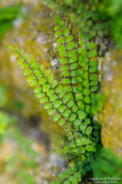 Braunstieliger Streifenfarn, Asplenium trichomanes, Aspleniaceae, Steinmauer, Ruine Gutshof Kerstlingeröder Feld, Göttingen, Deutschland