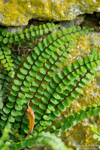 Braunstieliger Streifenfarn, Asplenium trichomanes, Aspleniaceae, Steinmauer, Ruine Gutshof Kerstlingeröder Feld, Göttingen, Deutschland