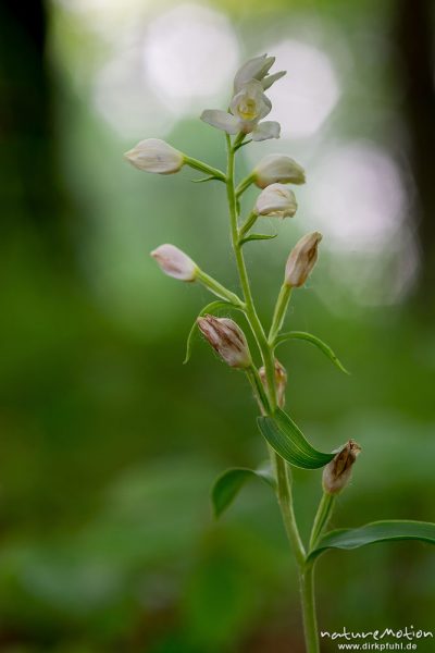 Weißes Waldvöglein, Breitblatt-Waldvöglein, Cephalanthera damasonium, 	Orchideen (Orchidaceae), blühende Pflanze, Buchenwald, Kerstlingeröder Feld, Göttingen, Deutschland