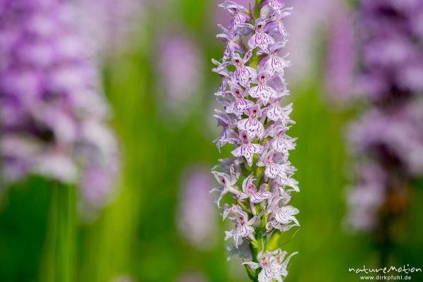 Geflecktes Knabenkraut, Dactylorhiza maculata, 	Orchideen (Orchidacea), blühende Pflanzen in dichtem Bestand, Kerstlingeröder Feld, Göttingen, Deutschland