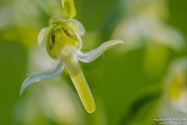 Grünliche Waldhyazinthe, Berg-Waldhyazinthe, Platanthera chlorantha, 	Orchideen (Orchidaceae),Blüte, Kerstlingeröder Feld, Göttingen, Deutschland