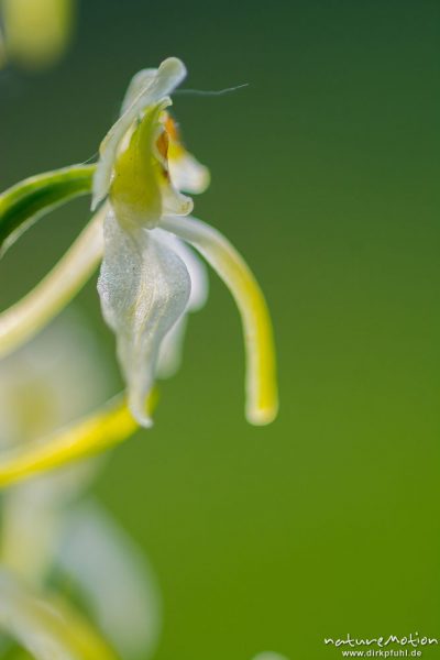 Grünliche Waldhyazinthe, Berg-Waldhyazinthe, Platanthera chlorantha, 	Orchideen (Orchidaceae),Blüte, Kerstlingeröder Feld, Göttingen, Deutschland