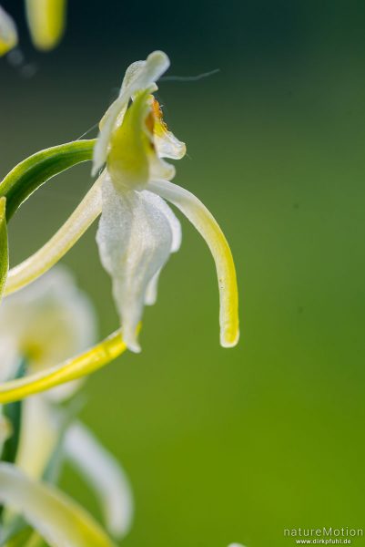 Grünliche Waldhyazinthe, Berg-Waldhyazinthe, Platanthera chlorantha, 	Orchideen (Orchidaceae),Blüte, Kerstlingeröder Feld, Göttingen, Deutschland