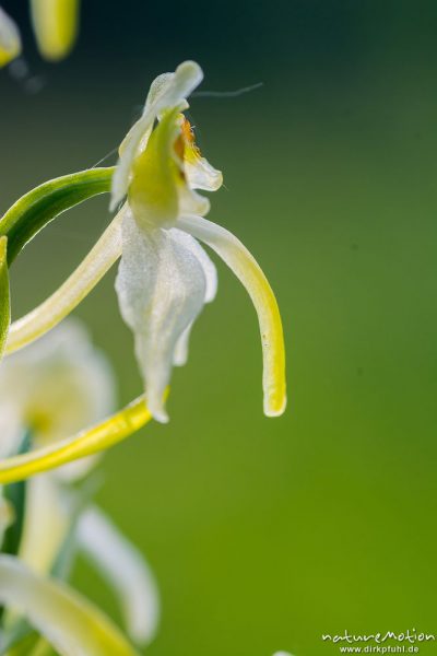 Grünliche Waldhyazinthe, Berg-Waldhyazinthe, Platanthera chlorantha, 	Orchideen (Orchidaceae),Blüte, Kerstlingeröder Feld, Göttingen, Deutschland