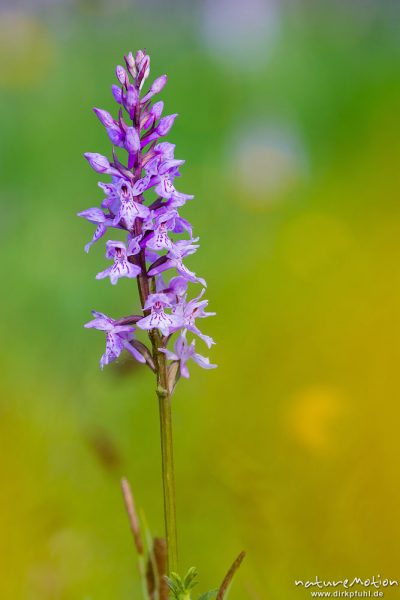 Geflecktes Knabenkraut, Dactylorhiza maculata, 	Orchideen (Orchidacea), blühende Pflanzen in dichtem Bestand, Kerstlingeröder Feld, Göttingen, Deutschland