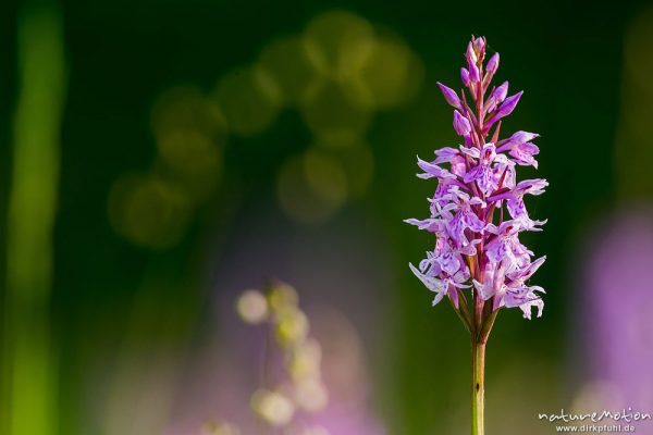 Geflecktes Knabenkraut, Dactylorhiza maculata, 	Orchideen (Orchidacea), blühende Pflanzen in dichtem Bestand, Kerstlingeröder Feld, Göttingen, Deutschland