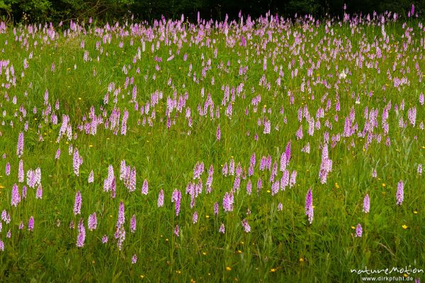 Geflecktes Knabenkraut, Dactylorhiza maculata, 	Orchideen (Orchidacea), blühende Pflanzen in dichtem Bestand, Kerstlingeröder Feld, Göttingen, Deutschland