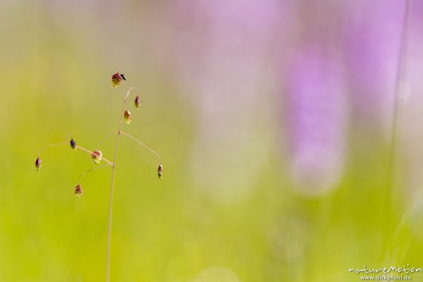 Mittleres Zittergras, Gewöhnliches Zittergras, Gemeines Zittergras, Briza media, 	Süßgräser (Poaceae),einzelne Pflanze inmitten eines dichten bestands von Geflecktem Knabenkraut, Kerstlingeröder Feld, Göttingen, Deutschland