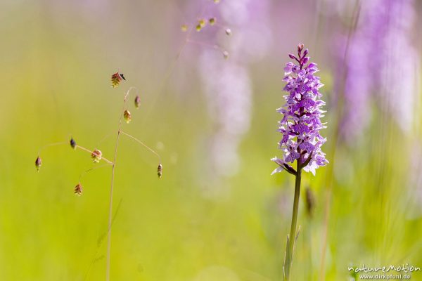 Geflecktes Knabenkraut, Dactylorhiza maculata, 	Orchideen (Orchidaceae),blühende Pflanzen in dichtem Bestand, Mehrfachbelichtung, Kerstlingeröder Feld, Göttingen, Deutschland