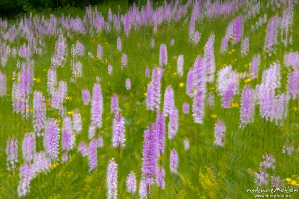 Geflecktes Knabenkraut, Dactylorhiza maculata, 	Orchideen (Orchidaceae),blühende Pflanzen in dichtem Bestand, Mehrfachbelichtung, Kerstlingeröder Feld, Göttingen, Deutschland