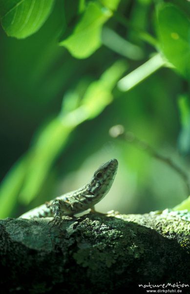 Tyrrhenische Mauereidechse, Podarcis tiliguerta, Lacertidae, versteckt zwischen Sträuchern, Korsika, Frankreich