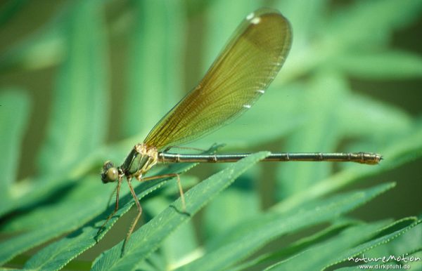 Bronzene Prachtlibelle, Rote Prachtlibelle, Calopteryx haemorrhoidalis, Calopterigidae, , Weibchen, sitzend, Korsika, Frankreich