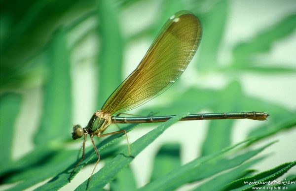 Bronzene Prachtlibelle, Rote Prachtlibelle, Calopteryx haemorrhoidalis, Calopterigidae, , Weibchen, sitzend, Korsika, Frankreich