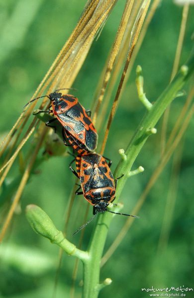 Ritterwanze, Lygaeus saxatilis, Lygaeidae, Paarung, Korsika, Frankreich