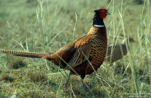 Fasan, Phasianus colchicus, Phasianidae,  Männchen, Spiekeroog, Spiekeroog, Deutschland