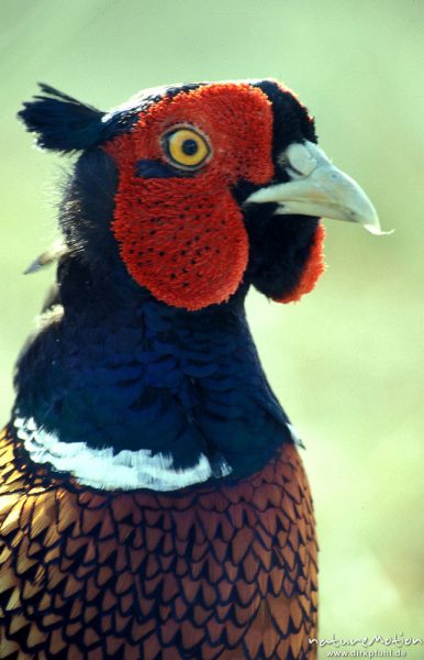 Fasan, Phasianus colchicus, Phasianidae,  Männchen, Kopf, Spiekeroog, Spiekeroog, Deutschland