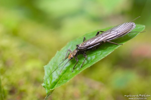 Dinocras cephalotes, 	Steinfliegen (Plecoptera), Perlidae, Imago auf Blatt, Freddo-Bach bei Bad Ratzes, A nature document - not arranged nor manipulated, Seis (Südtirol), Italien