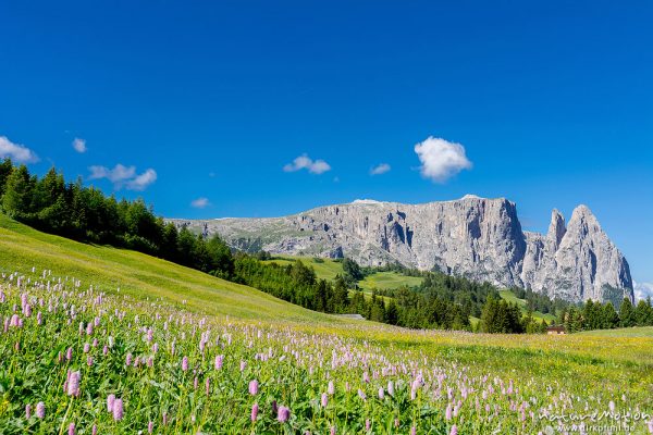 Schlern, blühende Almwiesen mit Schlangenknöterich, Seiseralm (Südtirol), Italien