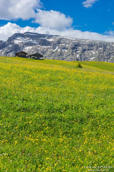 blühende Almwiesen, Almhütten, Berge mit Altschneefeldern, Seiseralm (Südtirol), Italien