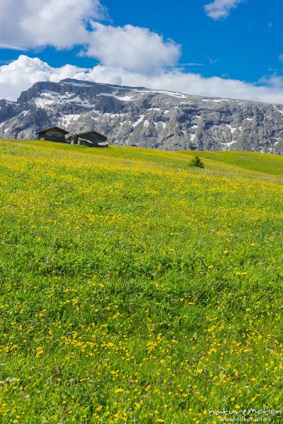 blühende Almwiesen, Almhütten, Berge mit Altschneefeldern, Seiseralm (Südtirol), Italien