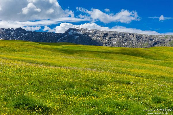 blühende Almwiesen, Berge mit Altschneefeldern, Seiseralm (Südtirol), Italien