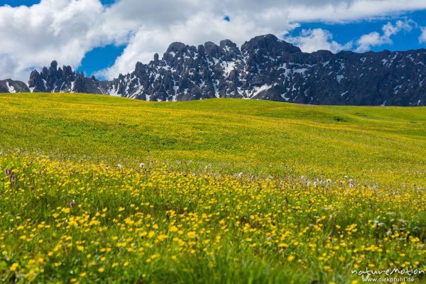 blühende Almwiesen, Berge mit Altschneefeldern, Seiseralm (Südtirol), Italien